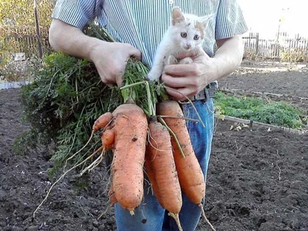 как правильно сажать морковь в открытый грунт. посев моркови весной в открытый грунт. 8