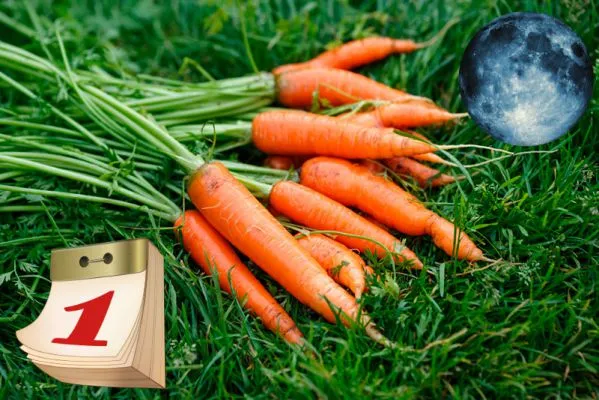 как правильно сажать морковь в открытый грунт. посев моркови весной в открытый грунт. 2