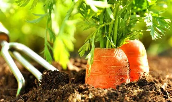 как правильно сажать морковь в открытый грунт. посев моркови весной в открытый грунт. 7