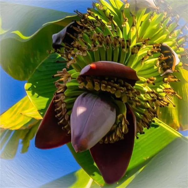 цветок банана