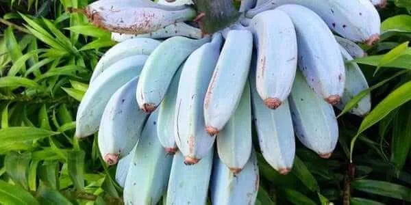 синий банан