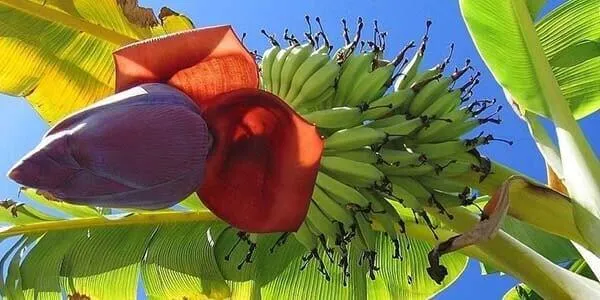 как цветет банан