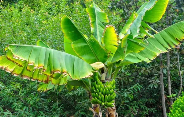 банановые листья