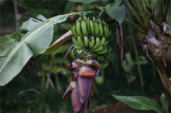 на чем растут бананы. на чем растут бананы. 2