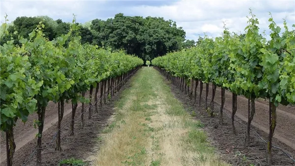 ряды кустов винограда
