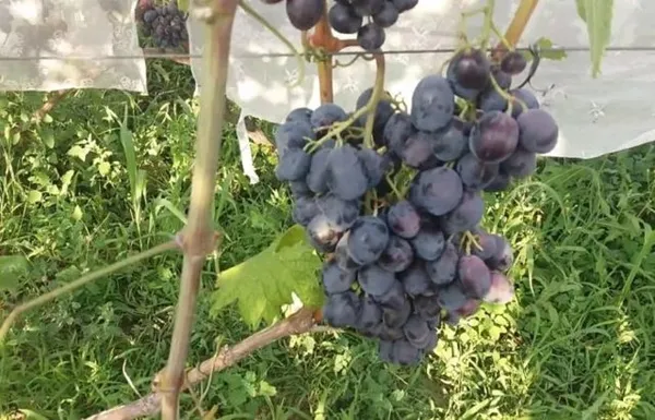 схема посадки винограда: на каком расстоянии между кустами и рядами выращивать лозу? планировка при одно и двухплоскотной шпалере, уплотненная и для арок