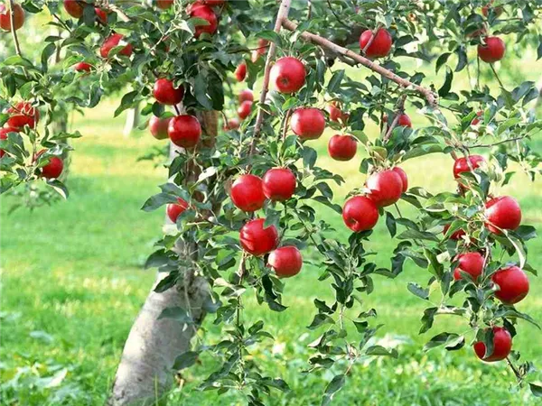 как ухаживать за яблоней – полное руководство от «зеленой грядки». как ухаживать за яблоней. 4