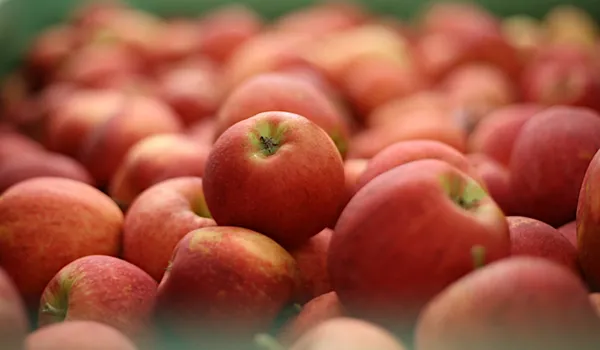 как ухаживать за яблоней – полное руководство от «зеленой грядки». как ухаживать за яблоней. 2
