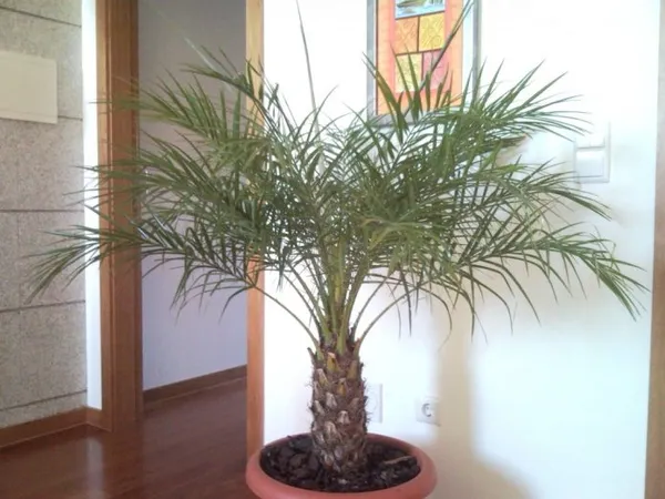 комнатная финиковая пальма