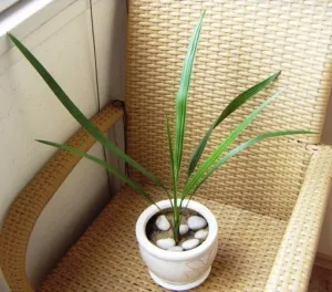 экзотическая финиковая пальма дома: как посадить растение и ухаживать за ним в комнатных условиях?