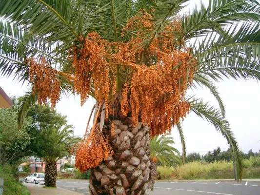 канарская финиковая пальма
