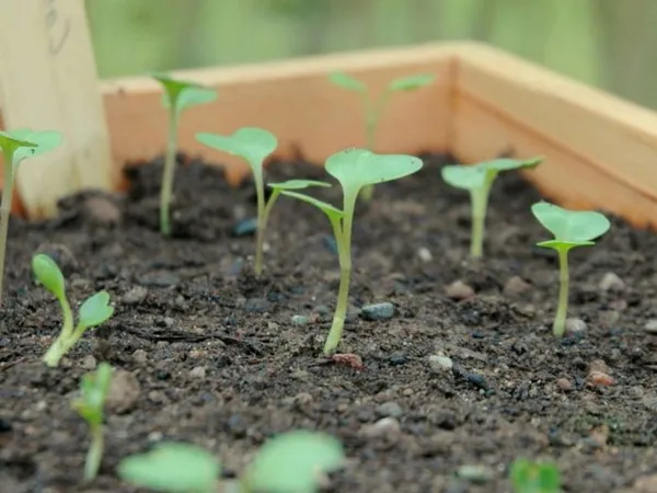 как высаживать капусту в открытый грунт