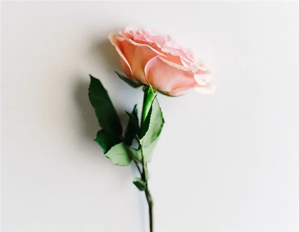 как вырастить розу из букета в домашних условиях: пошаговая инструкция. как вырастить розу из букета. 6