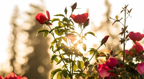 как вырастить розу из букета: подробный гид для садовода