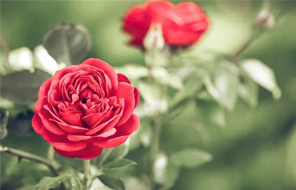 как посадить и вырастить розу из букета в домашних условиях (видео)