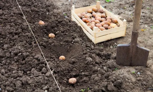 как правильно делать лунки для картошки?