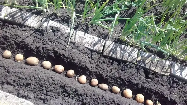 какая должна быть глубина посадки картофеля, от чего она зависит и на что влияет