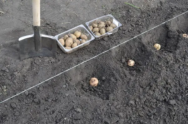 как правильно делать лунки для картошки. на какую глубину сажать картошку. 2