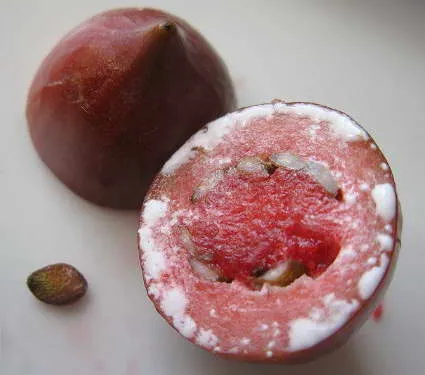 плод и семена кариссы фото