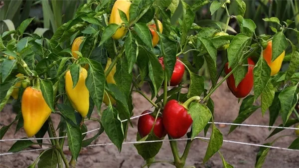 уход и выращивание перца в теплице: пошаговая инструкция для начинающих огородников