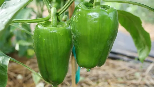 уход и выращивание перца в теплице: пошаговая инструкция для начинающих огородников