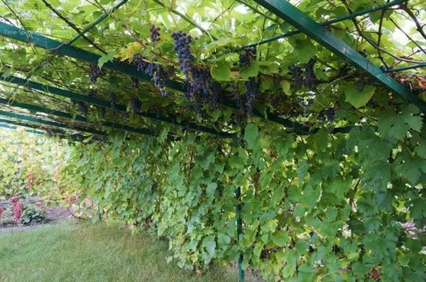 формировка винограда на шпалере