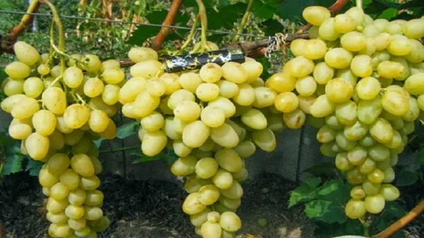формировка винограда на шпалере