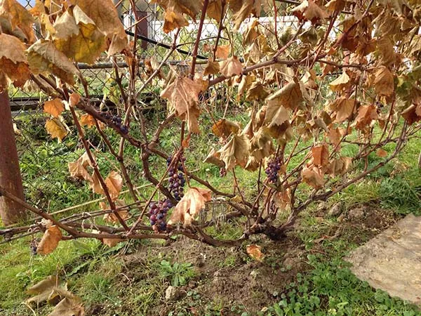 обрезка винограда осенью. как обрезать виноград осенью. 8