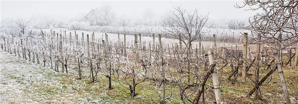виноград зимой