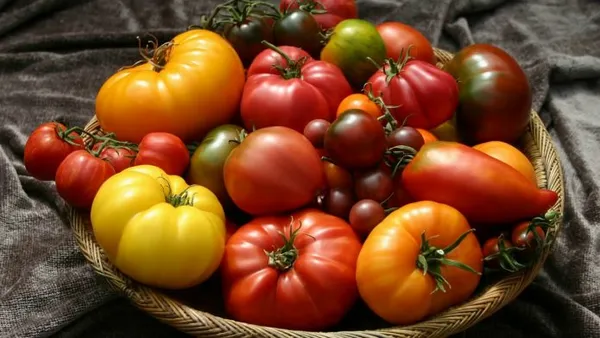 помидоры разной формы и с различной окраской кожуры
