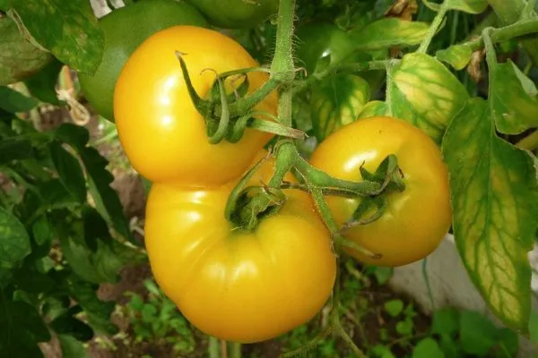 низкорослые томаты – лучшие сорта помидор для открытого грунта. сорта помидоров для открытого грунта. 3
