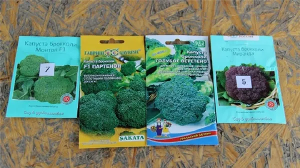 как выращивать капусту брокколи в открытом грунте