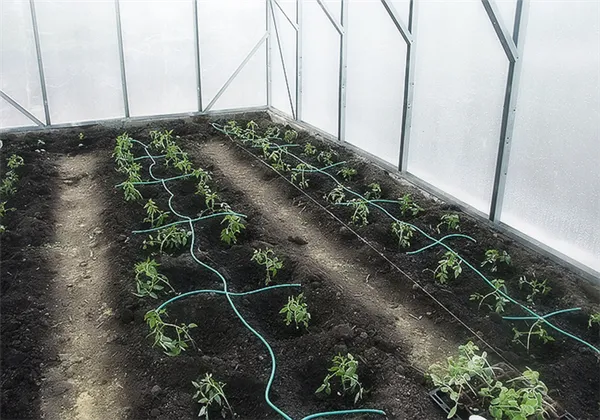 как выращивать перец в теплице: советы опытных садоводов