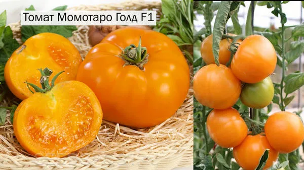 подборка томатов: 10 новых гибридов, которые вас покорят. момотаро голд томат отзывы. 5