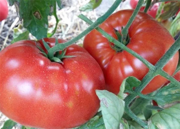 подборка томатов: 10 новых гибридов, которые вас покорят. момотаро голд томат отзывы. 4