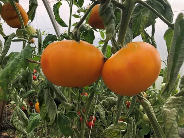 подборка томатов: 10 новых гибридов, которые вас покорят. момотаро голд томат отзывы. 2