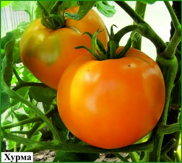 томат хупма