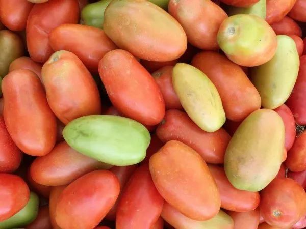 подборка томатов: 10 новых гибридов, которые вас покорят. момотаро голд томат отзывы. 6