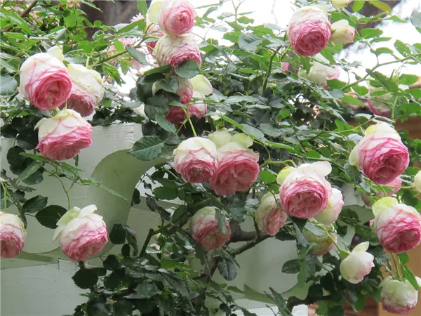 роза луис одьер и фото розы
