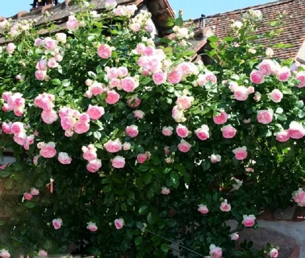 сорт плетистой розы «eden rose 85».