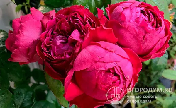 роза «ред эден роуз» («эрик таберли») отличается очень туго набитыми цветами, окрашенными в темно-красные тона с малиновыми оттенками