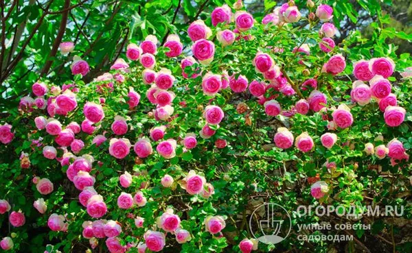 сорта pierre de ronsard и pink eden rose обладают сильным иммунитетом и практически не поражаются наиболее распространенными заболеваниями культуры – мучнистой росой и черной пятнистостью