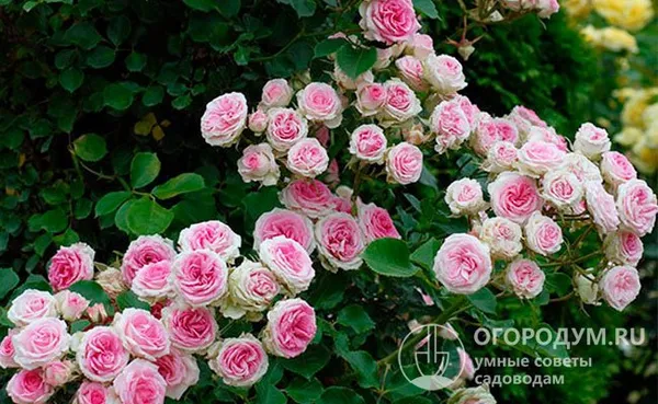 для небольших участков лучше подходит mini eden rose, который отличается уменьшенными габаритами обильноцветущего куста