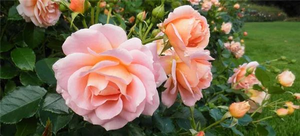 роза флорибунда: описание сорта, выращивание, уход за кустом. роза флорибунда что это такое. 3
