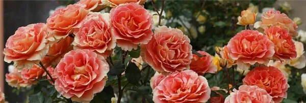 роза флорибунда: описание сорта, выращивание, уход за кустом. роза флорибунда что это такое. 2