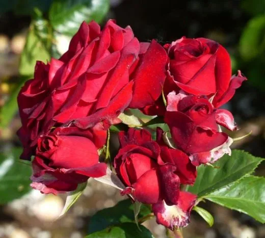 роза флорибунда 