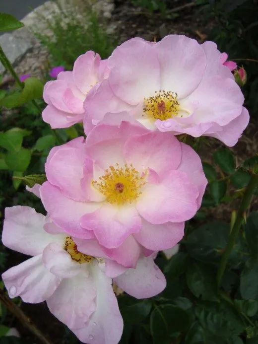 роза флорибунда группы 