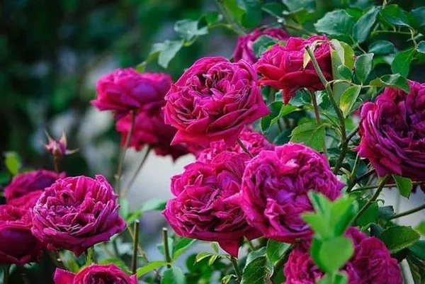 английские розы – сорта с описанием и фото, особенности выращивания, обрезка и уход за растением. роза констанс энциклопедия роз. 3