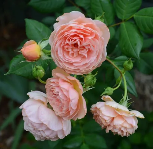 роза вильям моррис (william morris) — характеристика культуры. роза вильям моррис энциклопедия роз. 7