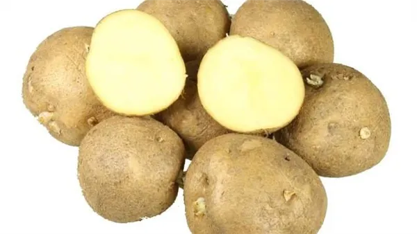 чем хорош сорт картофеля колобок и почему его так любят огородники